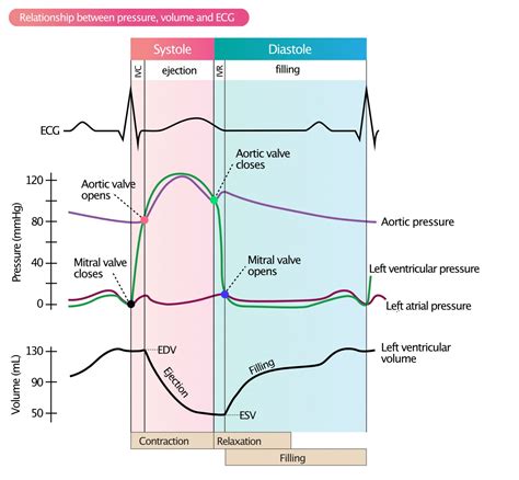 lv end diastolic pressure